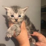R.... Mâle Maine coon R.... Mâle Maine coon