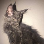 R.... Mâle Maine coon R.... Mâle Maine coon