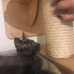 R... Mâle Maine coon R... Mâle Maine coon