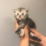 R.... Mâle Maine coon R.... Mâle Maine coon