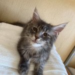 Riciné Femelle Maine coon Riciné Femelle Maine coon