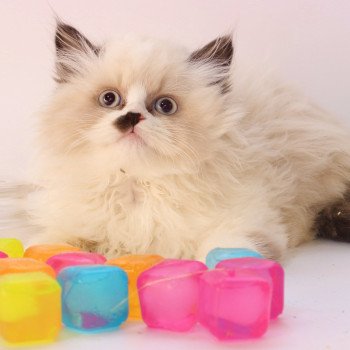 1er chaton (Portée Pistache De La Hillane / Oreo De La Hillane) - Mâle seal point bicolor Mâle British Longhair