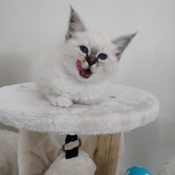 1er chaton (Portée Line dee ❤ Quookie) - Mâle Seal tabby, collier bleu Mâle Sacré de Birmanie