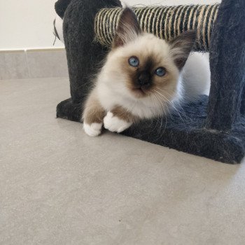 1er chaton (Portée O'lynne ❤ Quookie 2021) - Mâle black seal point Mâle Sacré de Birmanie