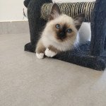 1er chaton (Portée O'lynne ❤ Quookie 2021) - Mâle black seal point Mâle Sacré de Birmanie 1er chaton (Portée O'lynne ❤ Quookie 2021) - Mâle black seal point Mâle Sacré de Birmanie
