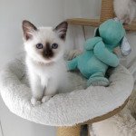 2e chaton (Portée O'lynne ❤ Quookie 2021) - Femelle chocolate Femelle Sacré de Birmanie