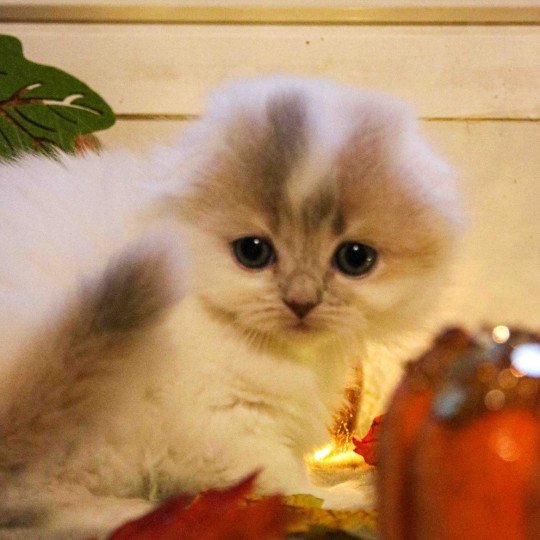 Aiwa De Skotty Cat Femelle Highland Fold