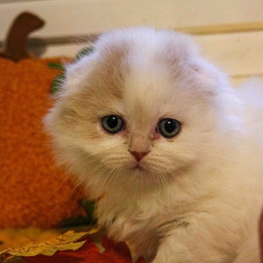 Arlo De Skotty Cat Mâle Highland Fold