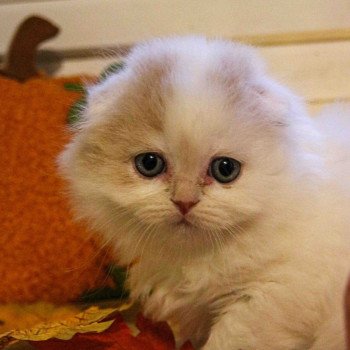 Arlo De Skotty Cat Mâle Highland Fold