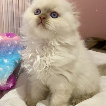 Arold De Skotty Cat Mâle Highland Fold