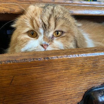 Talia Femelle Highland Fold