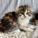 Uhana De Skotty Cat Femelle Highland Fold
