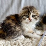 Uhana De Skotty Cat Femelle Highland Fold Uhana De Skotty Cat Femelle Highland Fold