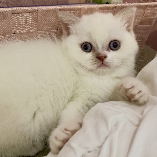 chaton Scottish Straight lilac point & blanc Alba chatterie de Skotty Cat lilac point & blanc