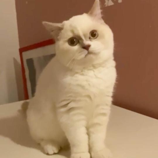 chaton Scottish Straight lilac point & blanc Alba chatterie de Skotty Cat lilac point & blanc