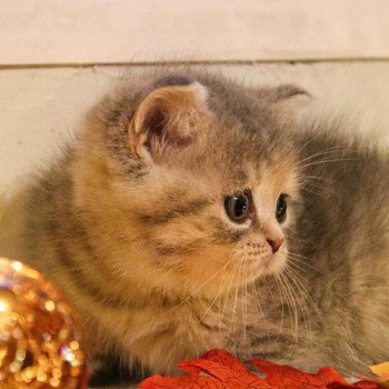 Azur De Skotty Cat Femelle Scottish Straight