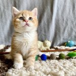 Ueleme De Skotty Cat Mâle Scottish Straight Ueleme De Skotty Cat Mâle Scottish Straight