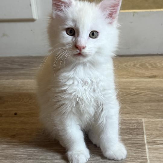 Alfie  Mâle Maine coon