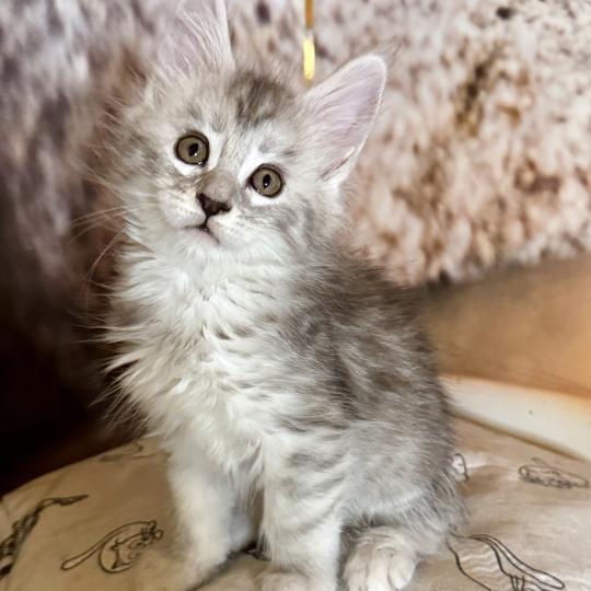 Angeline  Femelle Maine coon