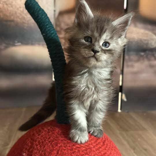 Aurora  Femelle Maine coon