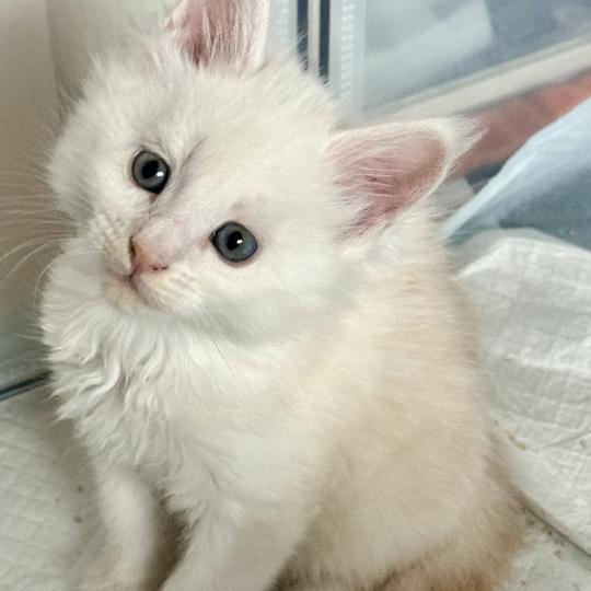 B52  Mâle Maine coon