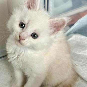 B52  Mâle Maine coon