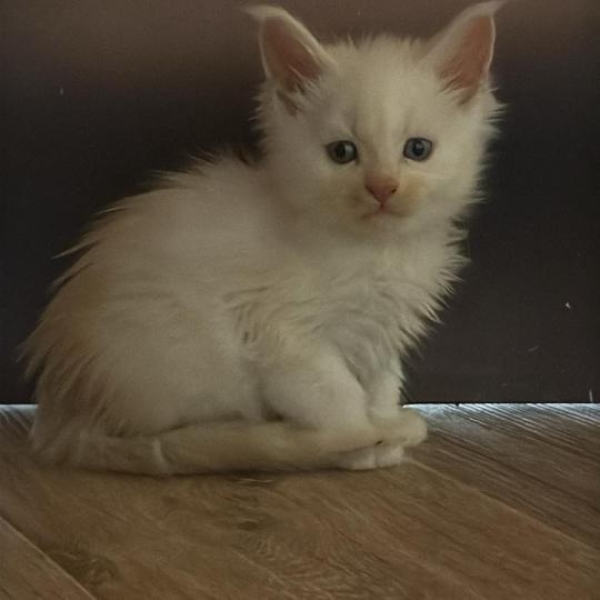 Bergen  Mâle Maine coon