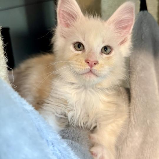 Birk  Mâle Maine coon