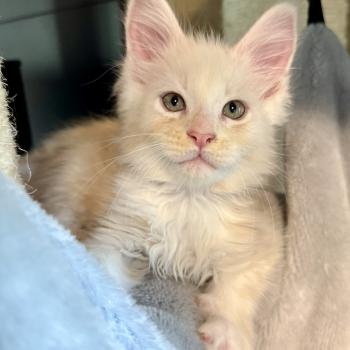 Birk  Mâle Maine coon