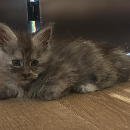 Björka  Femelle Maine coon