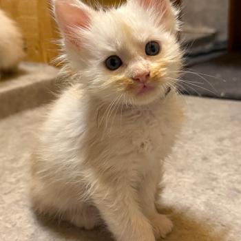 Björn  Mâle Maine coon