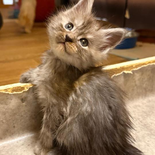Blizzard  Mâle Maine coon