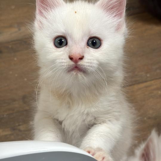 Bloody Mary  Mâle Maine coon