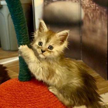 Boréale  Femelle Maine coon