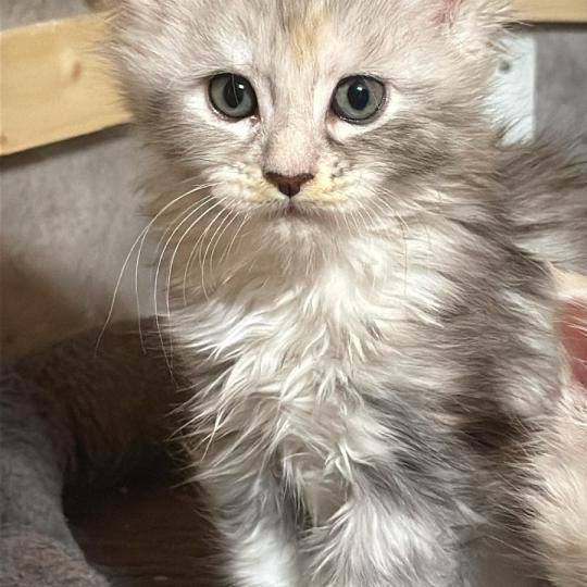 Brynja  Femelle Maine coon