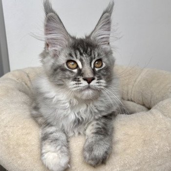 Tootsie Femelle Maine coon