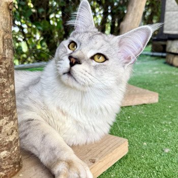 Vangelis Mâle Maine coon