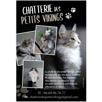 Chatterie des petits vikings