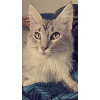 Le Maine Coon Du 35