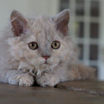 scala Femelle Selkirk Rex Longhair