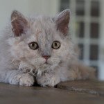 scala Femelle Selkirk Rex Longhair scala Femelle Selkirk Rex Longhair