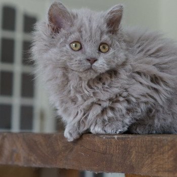 Syllae des terres brumeuses Femelle Selkirk Rex Longhair