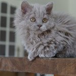 Syllae des terres brumeuses Femelle Selkirk Rex Longhair