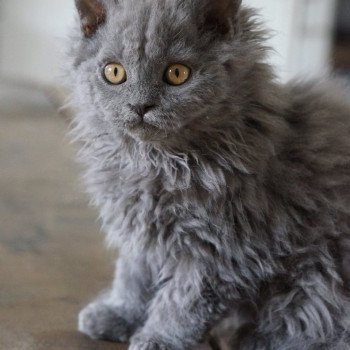 Synha des terres brumeuse Femelle Selkirk Rex Longhair