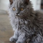 Synha des terres brumeuse Femelle Selkirk Rex Longhair Synha des terres brumeuse Femelle Selkirk Rex Longhair