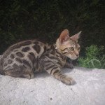 TITAN domaine la maline Mâle Bengal