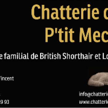 Chatterie du P'tit Mec