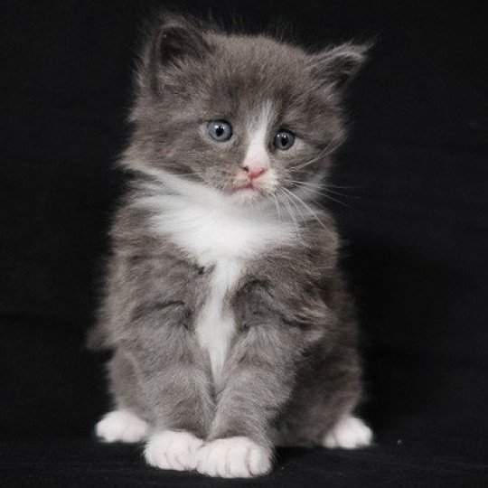 Aïko de la Cocoonerie Mâle Maine coon