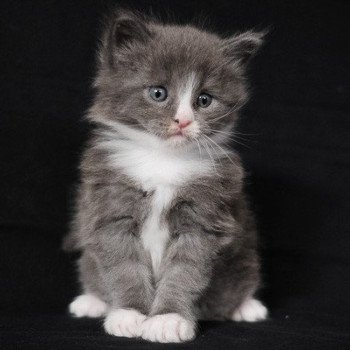 Aïko de la Cocoonerie Mâle Maine coon