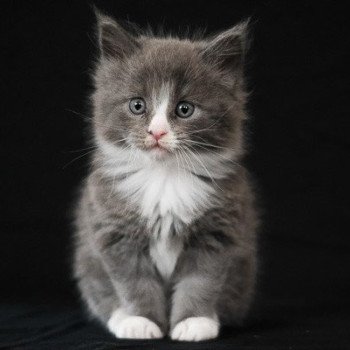 Aïko de la Cocoonerie Mâle Maine coon